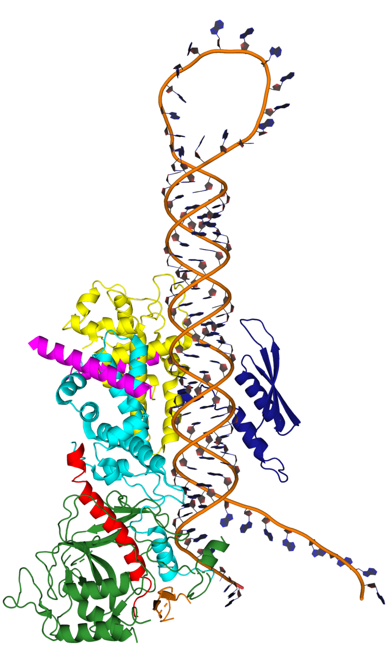 DNA Double Helix